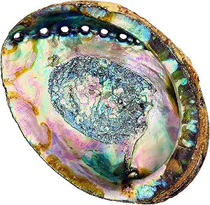 Abalone Shell
